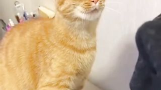 kucing yang bisa ngomel