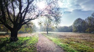 Magical Tree 2