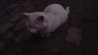 Sweet White Pet Cat