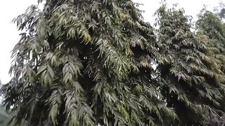 Beautiful Nature Tree