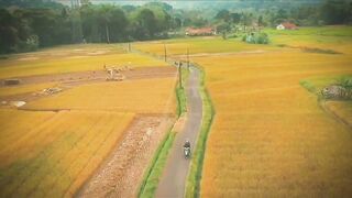 the natural beauty of Indonesian rice fields