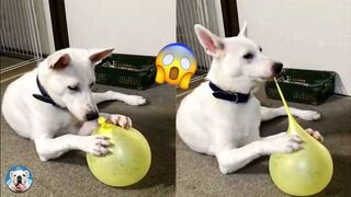 Funny Dog Videos: Pets That Are Just Too Stupid