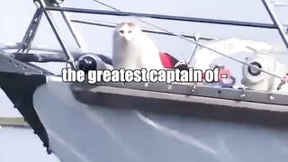 Funny cat video