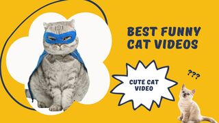funny cute cat video