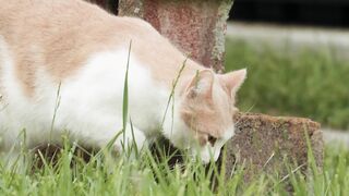 feeling and relaxing cat video