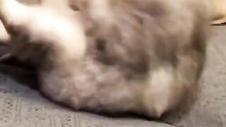 kucing juga bisa fitnes. berolah raga