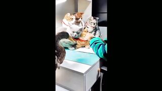 BEST FUNNY CATS COMPILATION 2022????| Funny. and Cute Cat Videos ????!