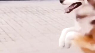dog dance