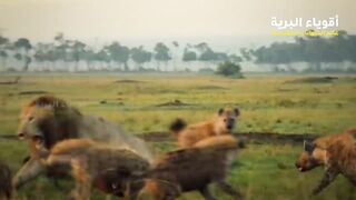 Fierce battles between animals