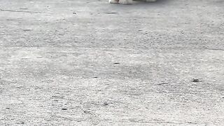 Lovely cute cat