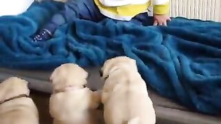 Pug puppies want to play with louie!