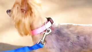 8 Amazing 15 Simple Ways to Lose Weight In 2 W BEST PET GADGETS AND HACKS EVERY PET OWNER SHOULD KNOWeeks Myths Explored