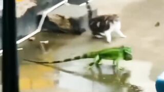 Funny pet animals viral clips