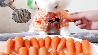 Animal Funniest Video Part 4