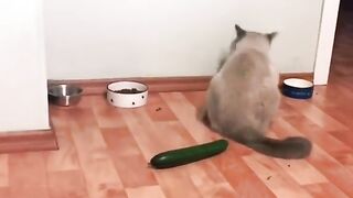Смешная реакция котов на огурец #cat #funny #funnycats #funnyshorts #funnyvideo #shortvideo #short #shorts