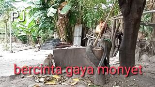 when the monkey sange want to make love