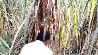 jungle mai mangle