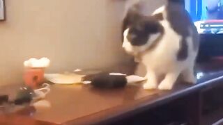 Funniest Cats ???? - Don't try to hold back Laughter ???? - Funny Cats