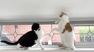 Most Satisfying Funny Cat Video ????????????