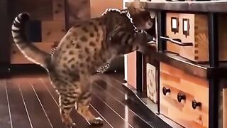 FUNNY VIDEOS