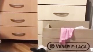A funny puppy that leaves any child open-mouthed, drooling with laughter at how much he jumps!