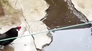 Video lucu ngakak #funnyvideo
