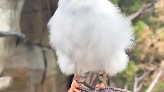 nice bird