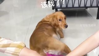 Funny animal moments(11) 2