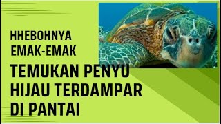 Hebohnya Emak-Emak Temukan Penyu Hijau Terdampar di Pantai