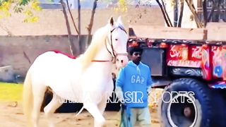#febspot#foryou #foryoupage#horses#ridings#vedio78#ahmad#nasir#sports#fyb#fybpage fybpage#chak#no168/171NB