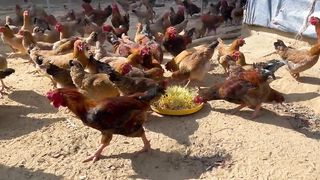 Chicken Farm - How to grow corn sprouts in the sand to make chicken food