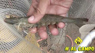 Mojarras o camarón que es más rentable _ Cosecharemos 15 toneladas _ Equipamiento y asesorías