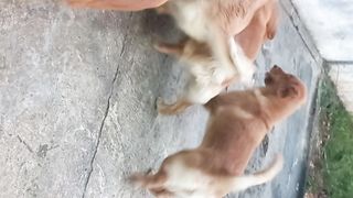 Golden family
