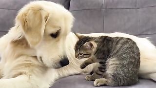 Dog and cat