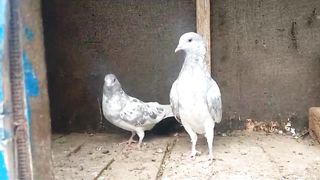 Gray breeder pair blue aye beautiful
