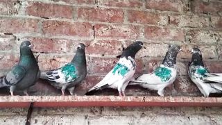 Beautiful pigeon breeder pair best flying 7