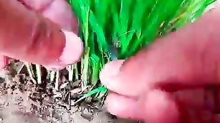 Mini_Chaff_Cutter_Machine_Project_With_Diesel_Engine_For_Cow___Grass_Cutter(360p).
