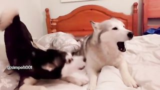 Funny Dog Viral Video 97
