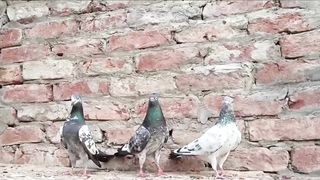 Beautiful pigeon breeder pair best flying 8