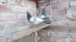 Galway bankay breeder pair pigeon beautiful tadeey pigeon