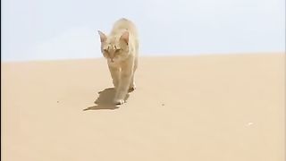 Sand Cat vs. Desert Snake