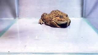 Amazing!! Asian Bullfrog With Big Black Scorpion! Warning Live Feeding