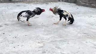 Fighter aseel murga