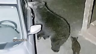 Funny Panda Viral Video 12