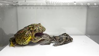 Pacman frog vs Crocodile (LIVE FEEDING WARNING)