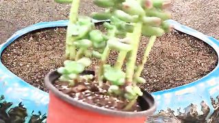 DIY Natural #shorts #DIY #Reels (9)_cut