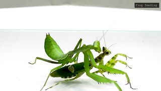 Mortal Battle Of Giant Mantis Vs Pacman Frog / Pacman Frog , African Bullfrog 【LIVE FEEDING】