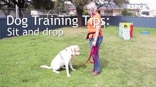 Free dog training series