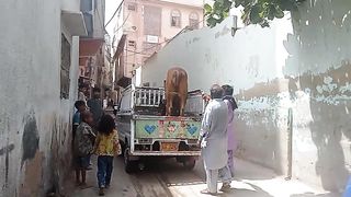 Qurbani ka janwar hamari gay