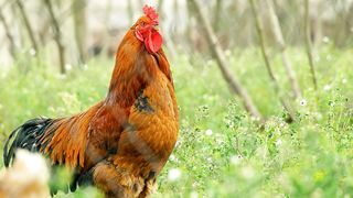 Rooster 5